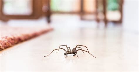 Learn What Attracts Spiders To Your House Moyer