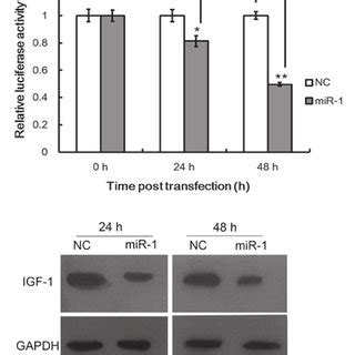 Insulin Like Growth Factor Igf Is A Direct Target Of Microrna