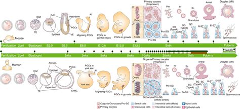 Mammalian In Vitro Gametogenesis Science