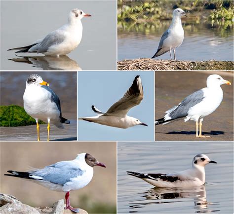 The Gulls Of India Natures Winged Superheroes