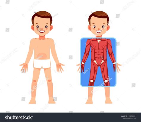 Vektor Stok Muscular System Body Cute Boy Xray Tanpa Royalti