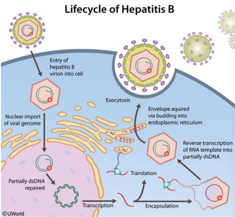 Hepatitis B Flashcards Quizlet