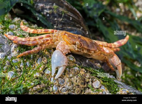 Tote Japanische Shore Crabasian Shore Crab Hemigrapsus Sanguineus