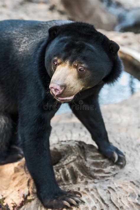 Malayan Sun Bear Stock Image Image Of Rainforest Honey 111648385