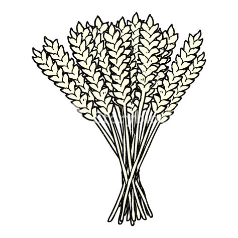 Wheat Drawing At Getdrawings Free Download