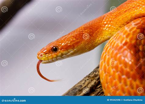 Orange Corn Snake Crawling on a Branch and Sticking Out it`s Ton Stock ...