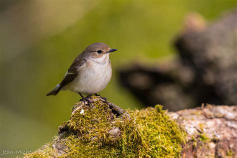 Gobemouche Noir Femelle 5448 Jean Michel Lecat Flickr