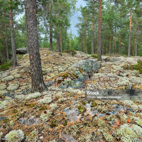 Forest On Granite Rocks And Canyons In Finland Stock Photo Download