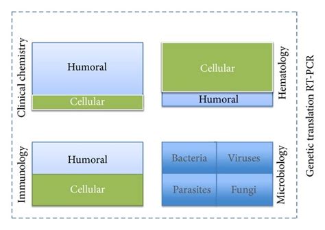 The Four Main Specialities Of Laboratory Medical Analyses The Four