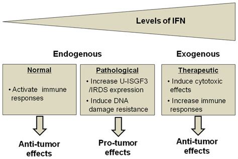 Effects Of Ifns In Tumor Biology The Effects Of Ifns Are Determined By