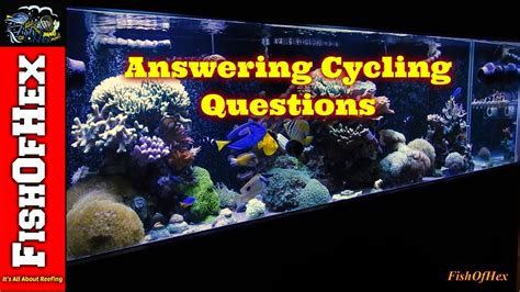 Cycling A Saltwater Aquarium Answering Beginner Questions Part 2