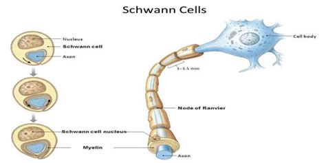 Schwann Cell Assignment Point