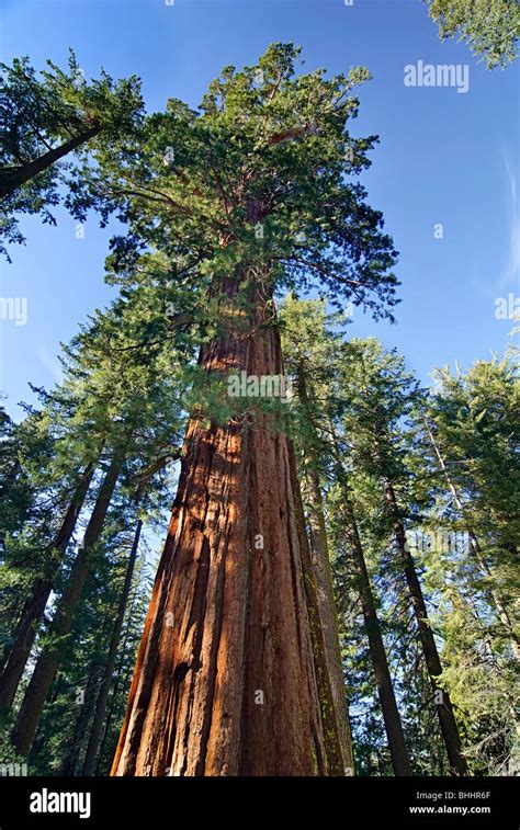 Giant Sequoia Trees of Tuolumne Grove in Yosemite National Park Stock ...