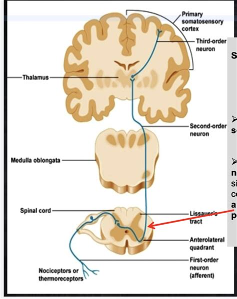 Anterolateral Ventral Spino Thalamic Pathway Diagram Quizlet