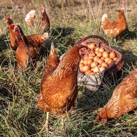 Photo De ELEVAGE DE POULES PONDEUSES EN PLEIN AIR A LA FERME SAINT