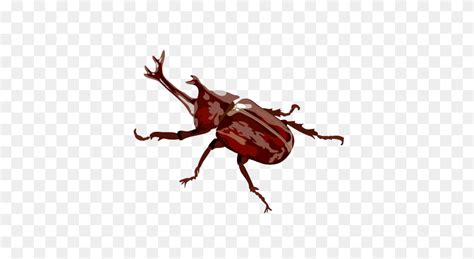 Rhinoceros Beetle Beetle PNG FlyClipart