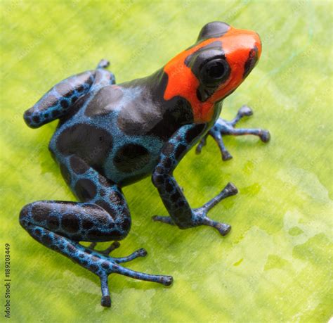 red headed poison dart frog, Ranitomeya benedicta from the tropical Amazon rain forest. Macro of ...