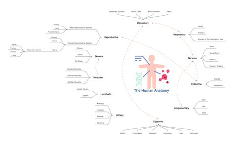 20 Creative Concept Map Examples For Students Boardmix