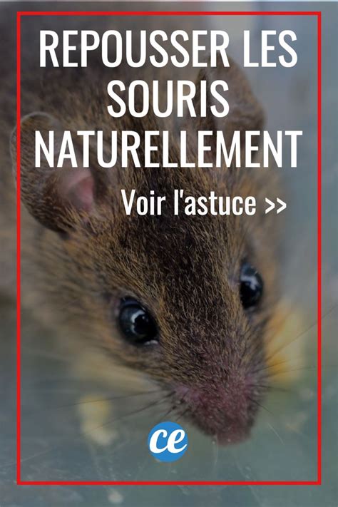 Astuces Pour Repousser Les Souris Naturellement Artofit