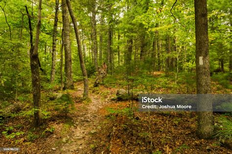 Appalachian Trail Big Laurel Branch Wilderness Stock Photo Download