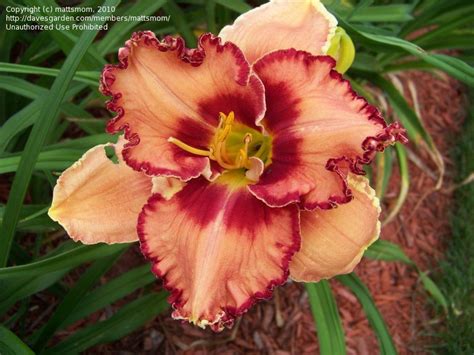 PlantFiles Pictures Daylily Madame Pele Hemerocallis By Patience888