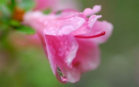 Wallpaper Petals Blossom Pink Dew Flower Flora Drops Bud