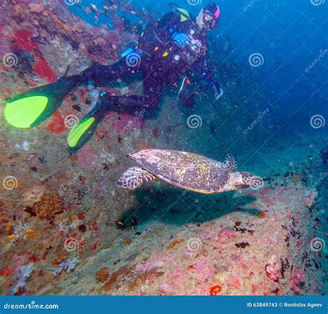 The Hawksbill Turtle Eretmochelys Imbricata Near Corals Stock Image Image Of Indian