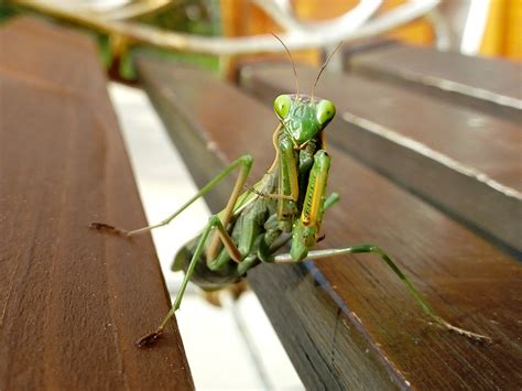 Mantis Religiosa Insecto Foto Gratis En Pixabay Pixabay