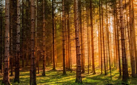 X Resolution Brown Trees Nature Landscape Germany Forest