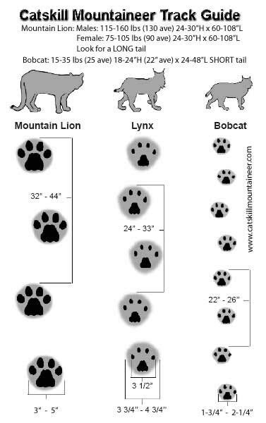 Mountain Lion Vs Bobcat Tracks Bobcat Tracks Coyote Hunting Bobcat