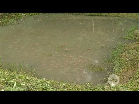 Cómo obtener calidad de agua en cultivos de tilapia roja YouTube