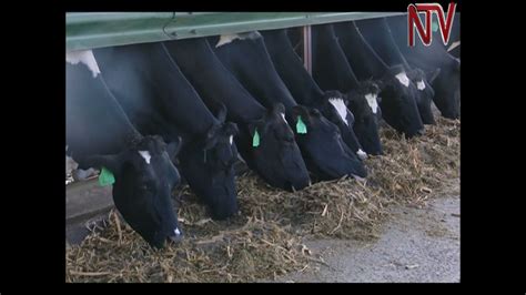 On The Farm Using Silage To Improve Diary Yields Youtube