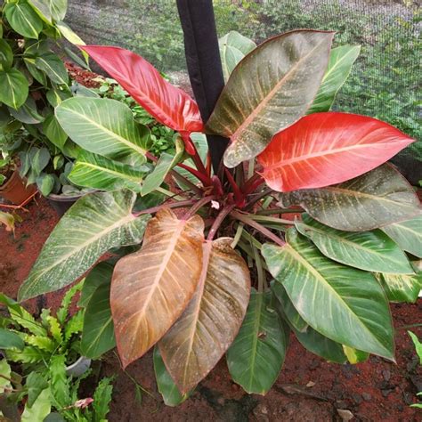 A Red Houseplant Meet Red Leaf Philodendron Imperial Red