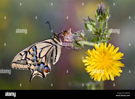 Swallowtail Papilio Machaon At Rest On Flower With Nice Out Of Focus