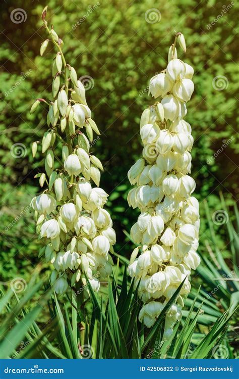 Yucca Stock Photo Image Of Plant Botanical Garden 42506822