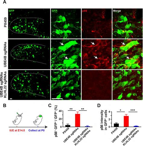 Acute Deletion Of Ube B In The Forebrain Induces Klhl Dependent Mtor