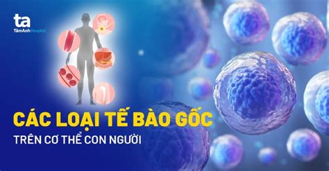 Các loại tế bào gốc phổ biến và cách phân loại như thế nào