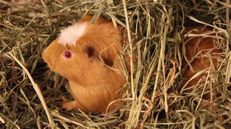 Guinea Pig Burrowing Into Hay To Eat Youtube