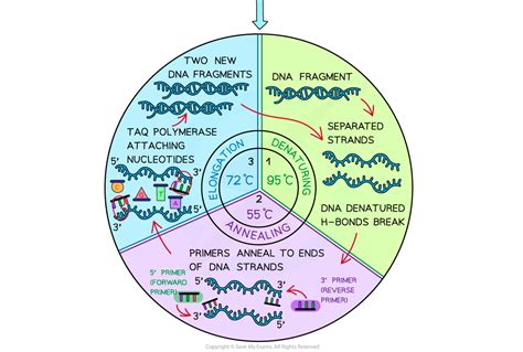 Aqa A Level Biology复习笔记8 4 4 Polymerase Chain Reaction 翰林国际教育