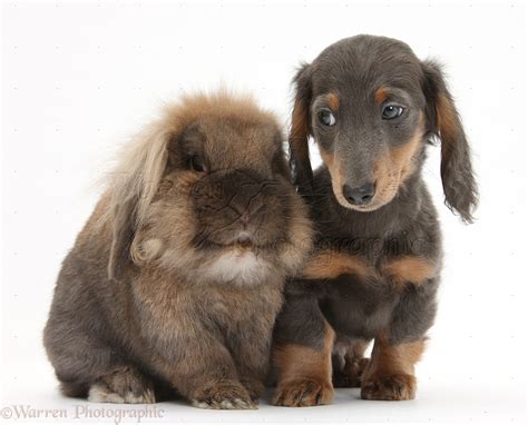 Pets Lionhead Cross Rabbit And Blue And Tan Dachshund Pup Photo Wp31964