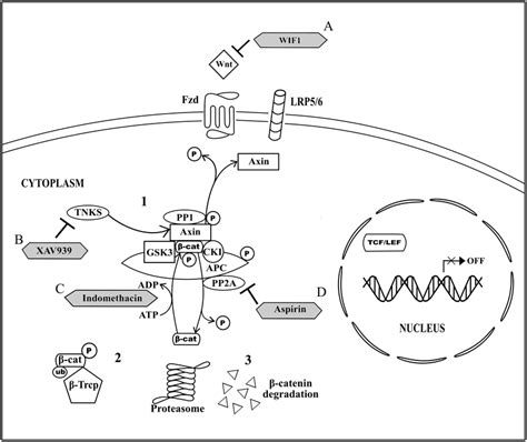 Non Activated Canonical Wnt Signaling Pathway And The Drug Targeted