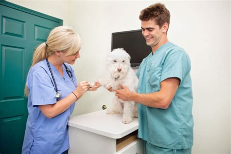 A Importância do Diagnostico por Imagem na Medicina Veterinária