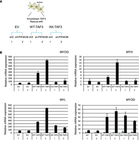 PIP4K2B Increases Gene Expression During Differentiation Through The PI