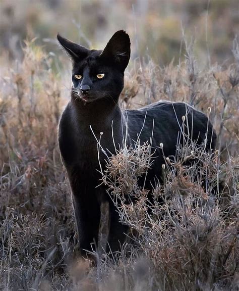 The Black Serval 9gag