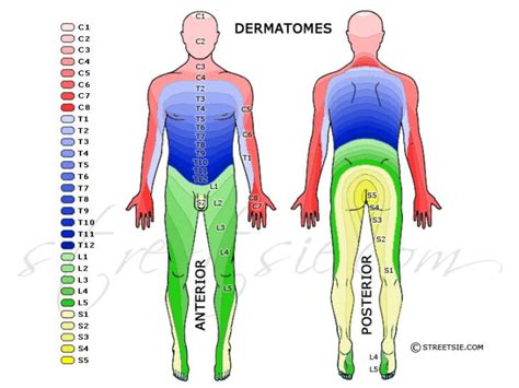 Can A Winged Scapula Cause Shoulder Impingement | Dermatome Map