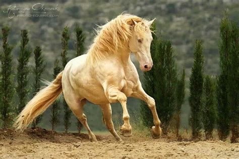 Golden Horses Pretty Horses Andalusian Horse