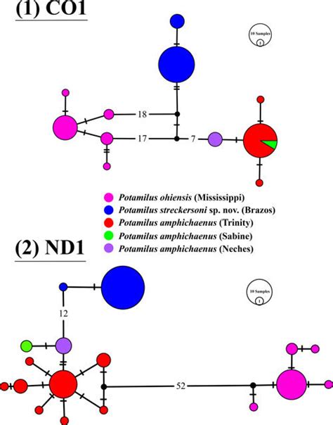 Haplotype networks based on CO1 (3.1) and ND1 (3.2) from individuals in ...