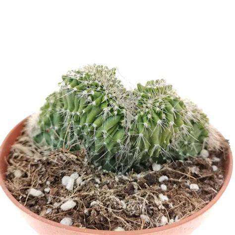 Neobuxbaumia Euphorbioides F Crestata Variegata 10 Cm Cactaceae