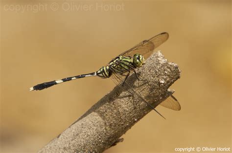 Article about wildlife at Rimba - Rimba