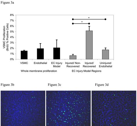 Proliferation Rates Of Vsmcs In Transmembrane Co Culture With Confluent